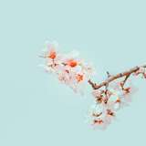 cha.siu from onlyfans